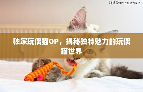 独家玩偶猫OP，揭秘独特魅力的玩偶猫世界