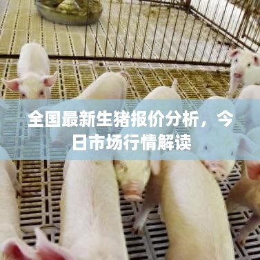 全国最新生猪报价分析，今日市场行情解读