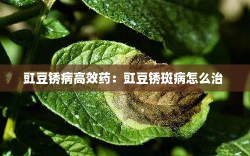 豇豆锈病高效药：豇豆锈斑病怎么治 