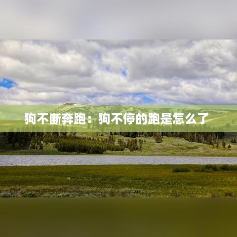 狗不断奔跑：狗不停的跑是怎么了 