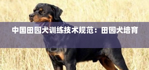 中国田园犬训练技术规范：田园犬培育 