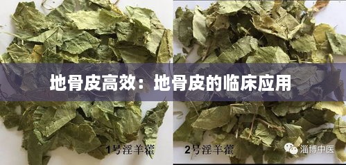 地骨皮高效：地骨皮的临床应用 