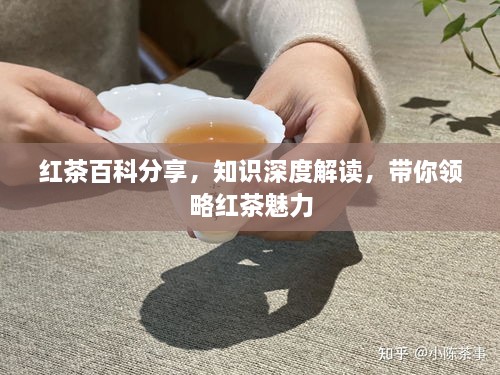 红茶百科分享，知识深度解读，带你领略红茶魅力