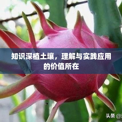 知识深植土壤，理解与实践应用的价值所在