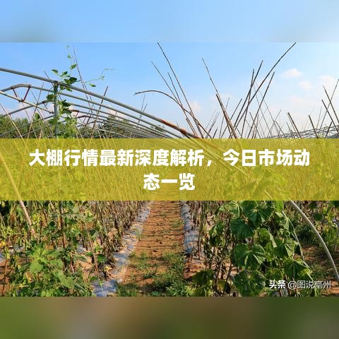 大棚行情最新深度解析，今日市场动态一览