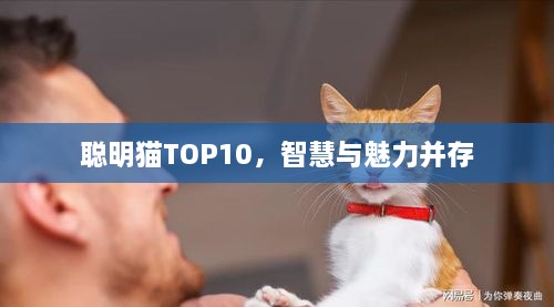 聪明猫TOP10，智慧与魅力并存