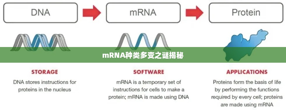 mRNA种类多变之谜揭秘