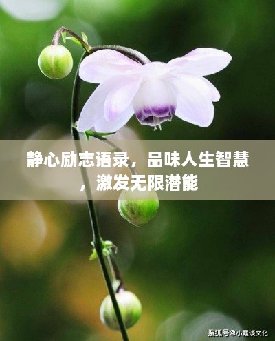 静心励志语录，品味人生智慧，激发无限潜能