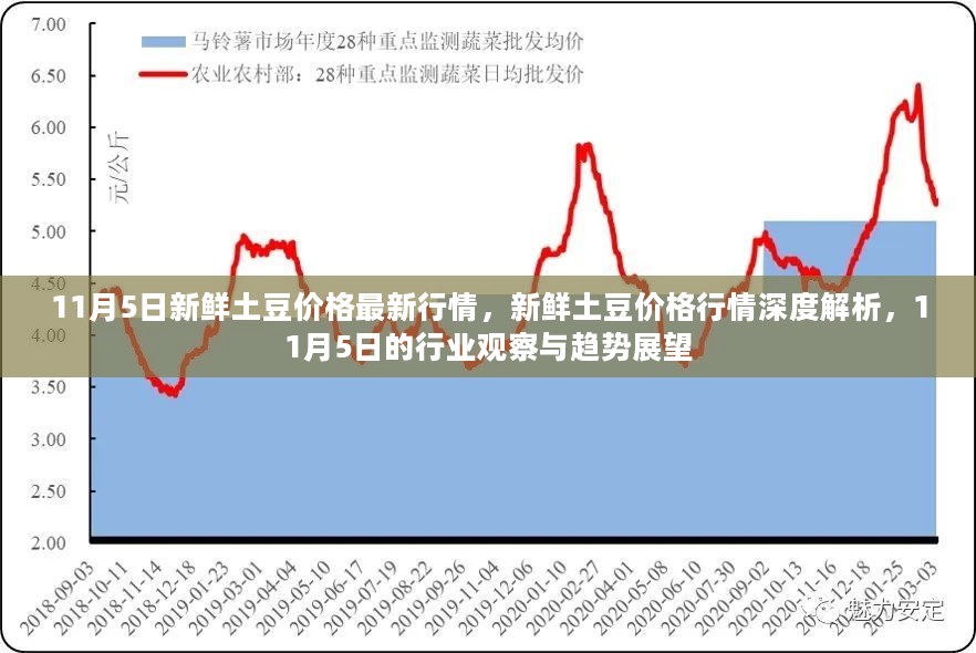 11月5日新鲜土豆价格行情深度解析，行业观察与趋势展望