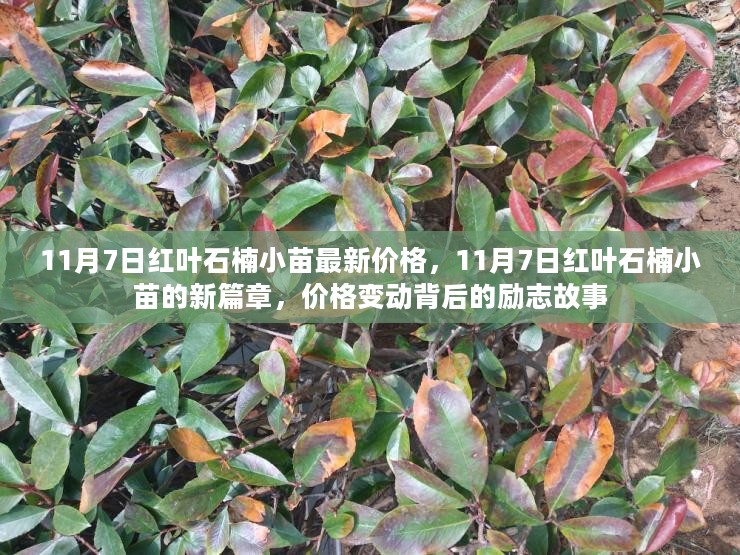 11月7日红叶石楠小苗的励志价格之旅，新篇章背后的故事