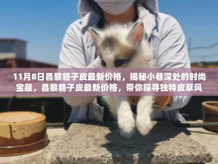 揭秘昌黎貉子皮最新价格，探寻小巷深处的时尚宝藏与独特皮草风尚之源