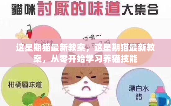 这星期猫最新教案，零基础养猫技能学习指南