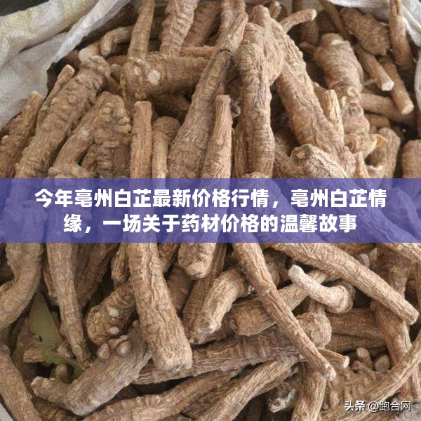 亳州白芷情缘，药材价格的最新行情与温馨故事