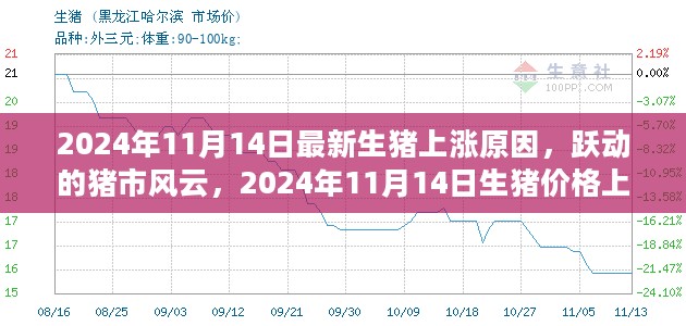 跃动的猪市风云，揭秘2024年11月14日生猪价格上涨背后的原因与励志故事