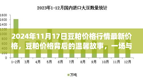 豆粕价格背后的故事，友情邂逅与最新行情分析（2024年11月17日）