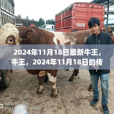 传奇牛王，揭秘牛王影响力与传奇故事，2024年11月18日最新动态