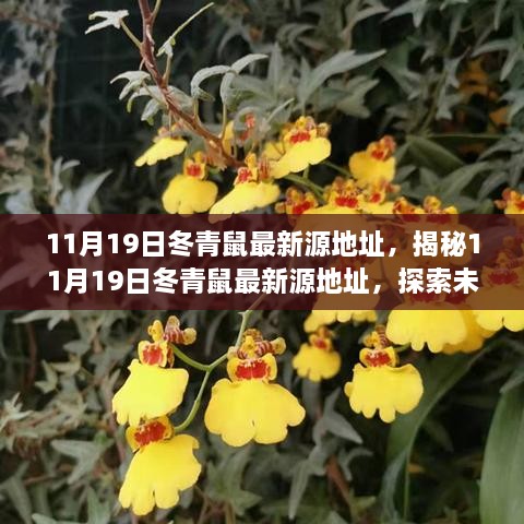 揭秘，最新冬青鼠游戏源地址，探索未知的游戏世界之旅（11月19日更新）