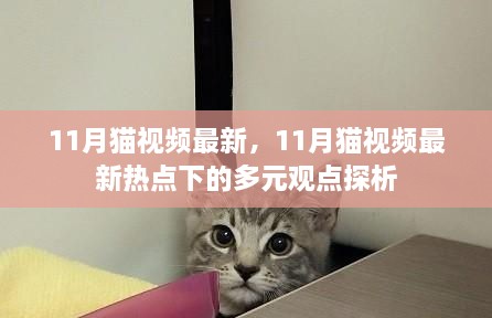 11月猫视频最新热点多元观点探析