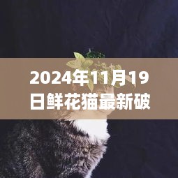 揭秘鲜花猫最新破解版，特定时代的产物与深远影响（2024年11月19日）