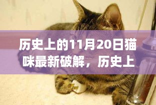 历史上的11月20日猫咪最新破解深度解析与多元视角观察