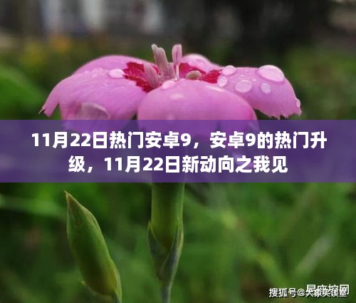 11月22日安卓9新动向，热门升级与我的见解