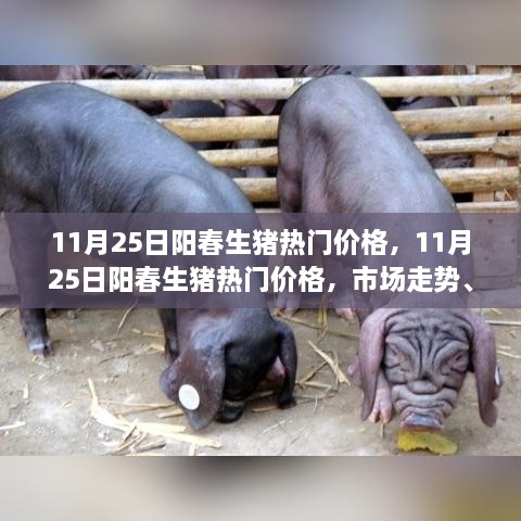 11月25日阳春生猪热门价格，市场走势、分析与预测