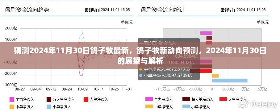 2024年11月30日鸽子牧最新动态与展望，新动向预测与解析