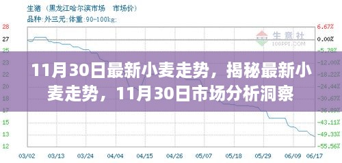 11月30日最新小麦走势深度解析，市场洞察揭秘