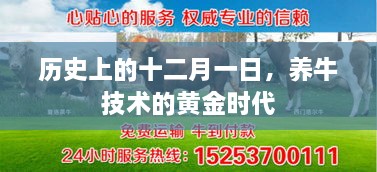 养牛技术的黄金时代，历史视角下的十二月一日