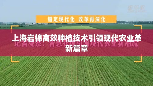 上海岩棉高效种植技术引领现代农业革新篇章