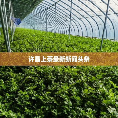 许昌上蔡最新新闻头条