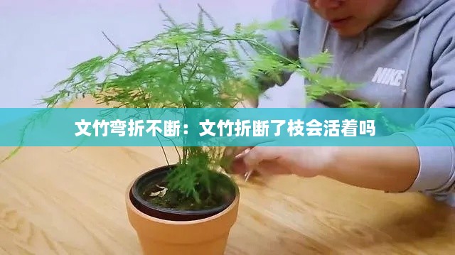 文竹弯折不断：文竹折断了枝会活着吗 