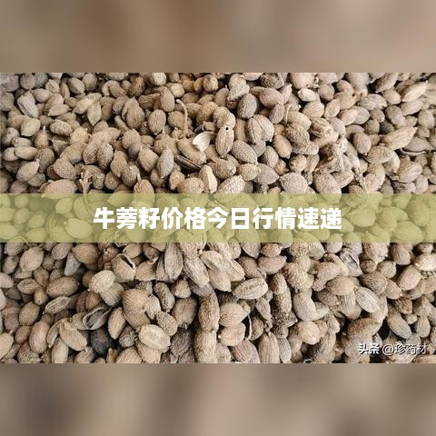 牛蒡籽价格今日行情速递