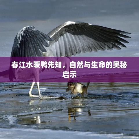 春江水暖鸭先知，自然与生命的奥秘启示