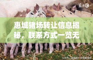 惠城猪场转让信息揭秘，联系方式一览无余