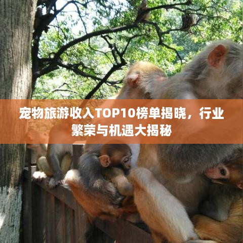 宠物旅游收入TOP10榜单揭晓，行业繁荣与机遇大揭秘