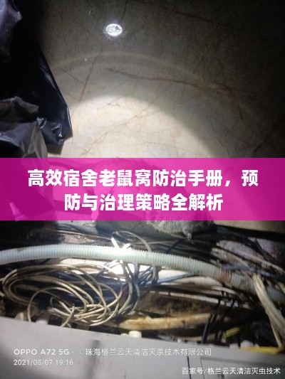 高效宿舍老鼠窝防治手册，预防与治理策略全解析